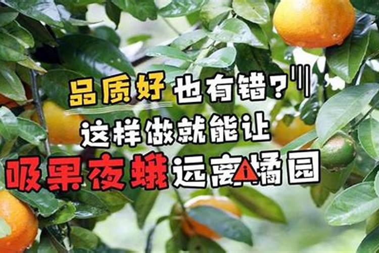 苹果树开花前施什么肥最好