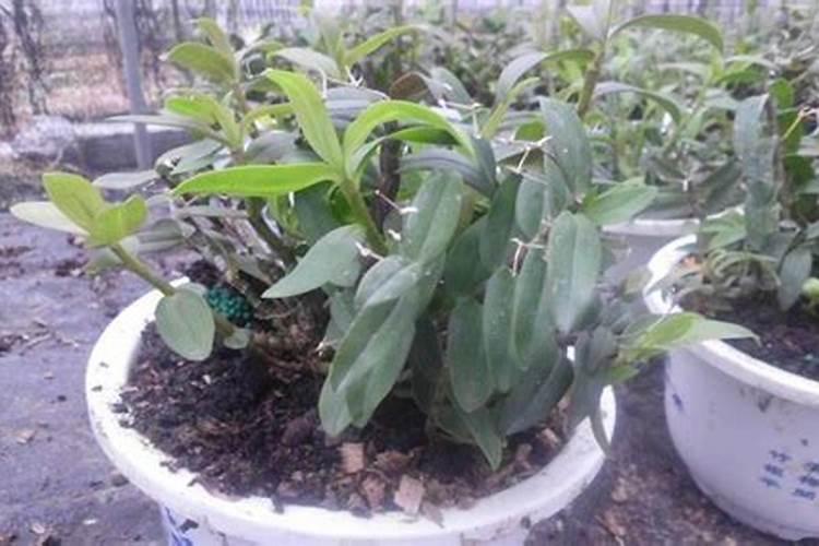 铁皮石斛用什么肥料好 施肥方法有哪些