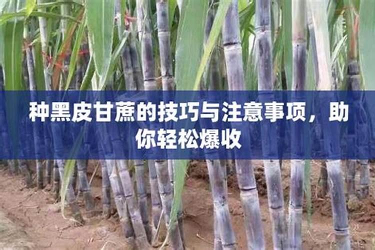 甘蔗怎么种植