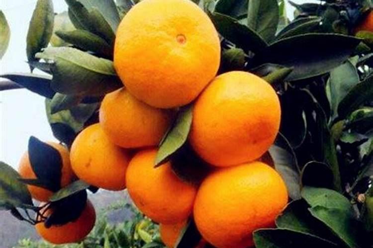 桔子树苗怎么种植？橘子树苗种植方法