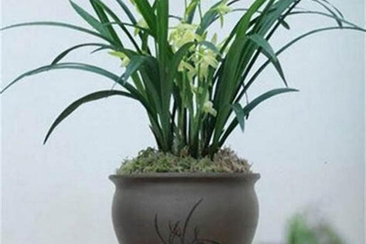 兰花用什么肥可以多开花,自制兰花肥料方法