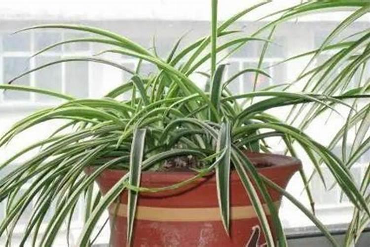 大棚西红柿定植后什么时候开始喷叶面肥？