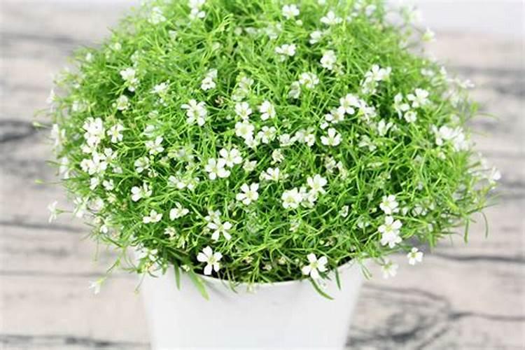 满天星适合用什么肥料？