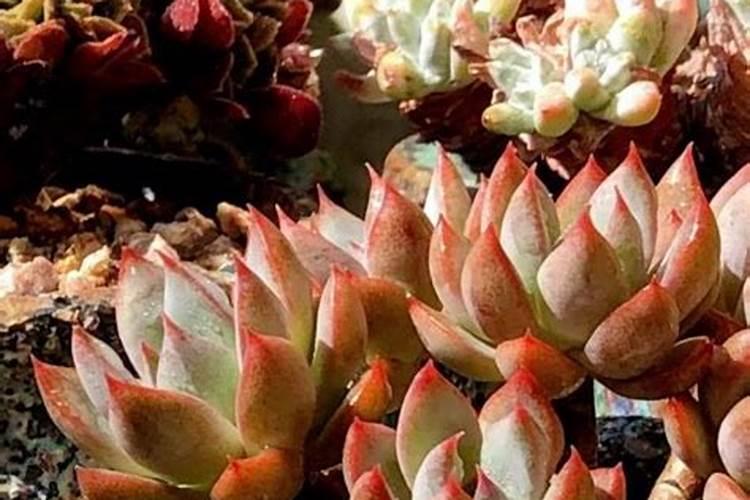 栽种子多久施追肥