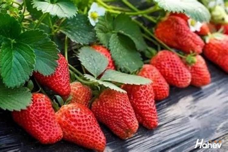 草莓追肥用什么肥料最好