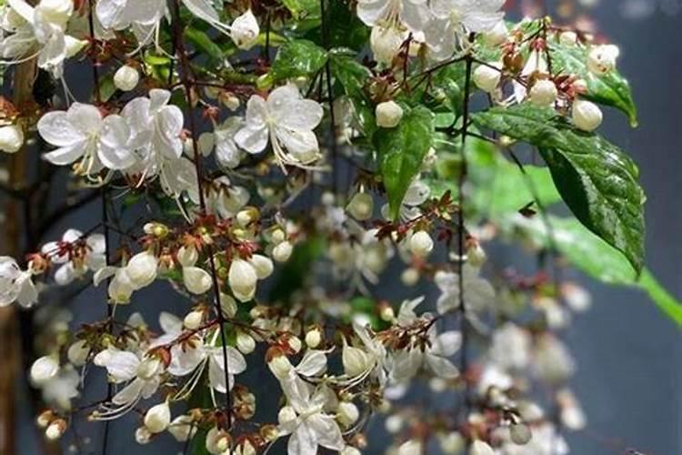 垂丝茉莉的养殖方法和注意事项垂丝茉莉养护方法分享