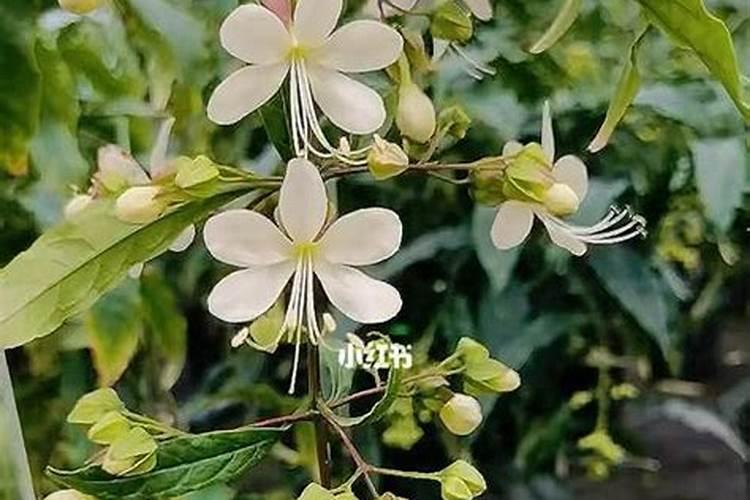 怎么养才能让垂丝茉莉开花呢？