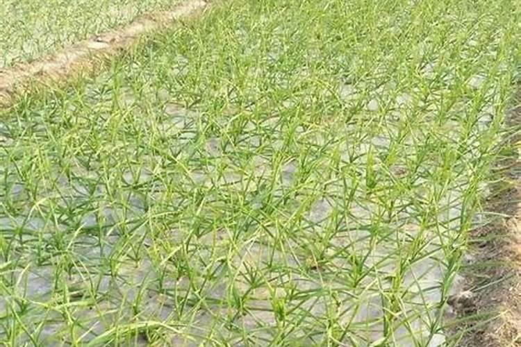 蒜苗生长期能用冲施肥啊怎么用啊