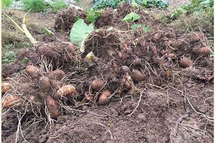 种芋头用什么肥料好
