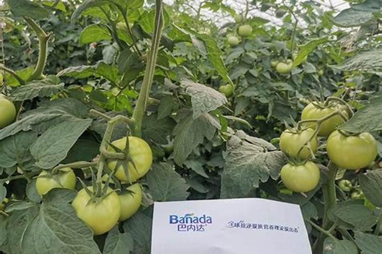 烟台嘉特海藻肥怎么样暖棚番茄冲施肥