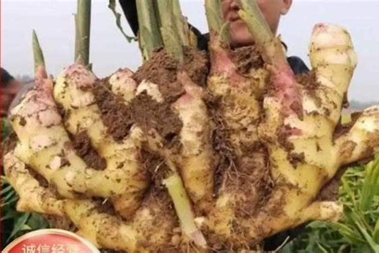 大姜膨果期用什么肥料好？