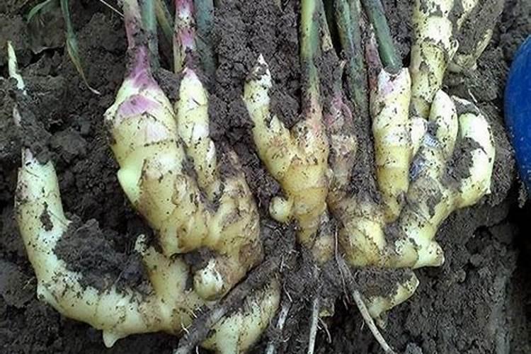 大姜水溶肥充入地需要多长时间