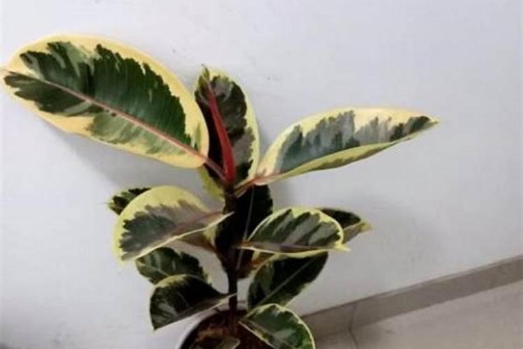 橡皮树施什么肥好