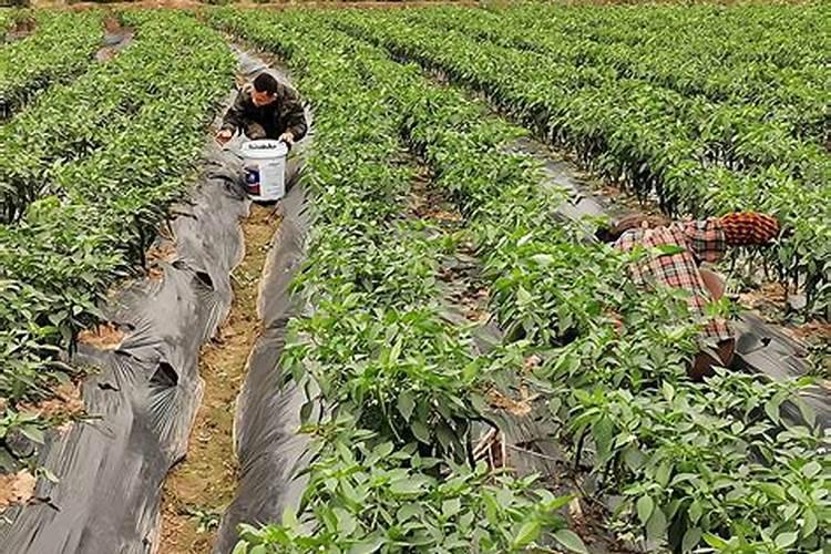 辣椒一亩施肥要多少斤肥