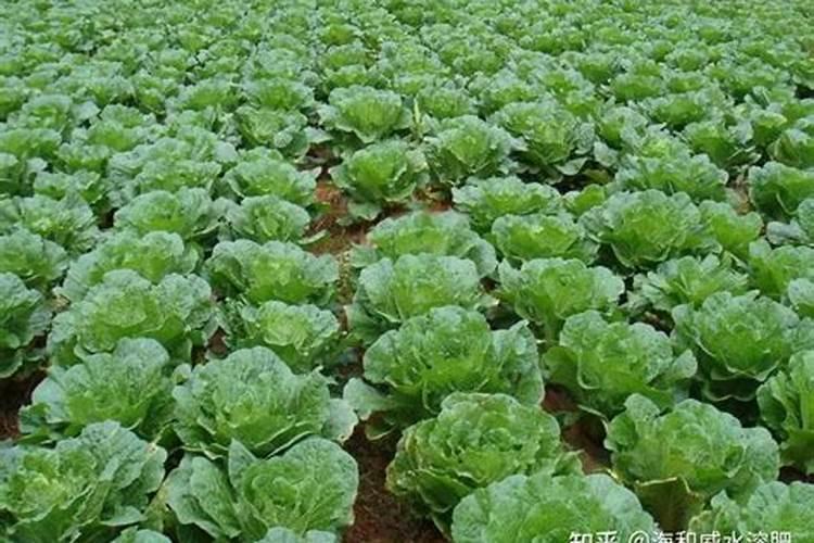 想要果实快速膨大用什么水溶肥好