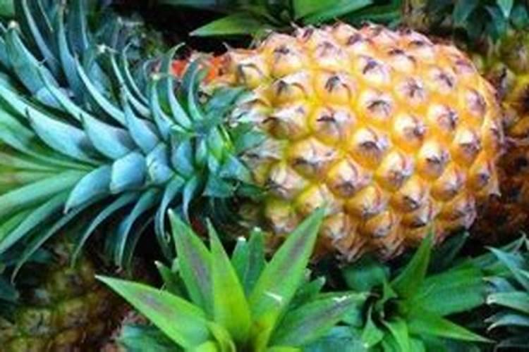 菠萝皮可以当肥料吗？
