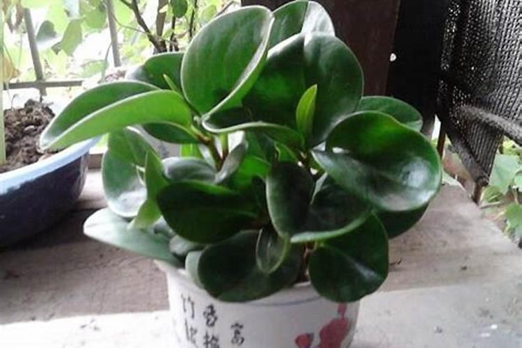 控释肥是什么意思