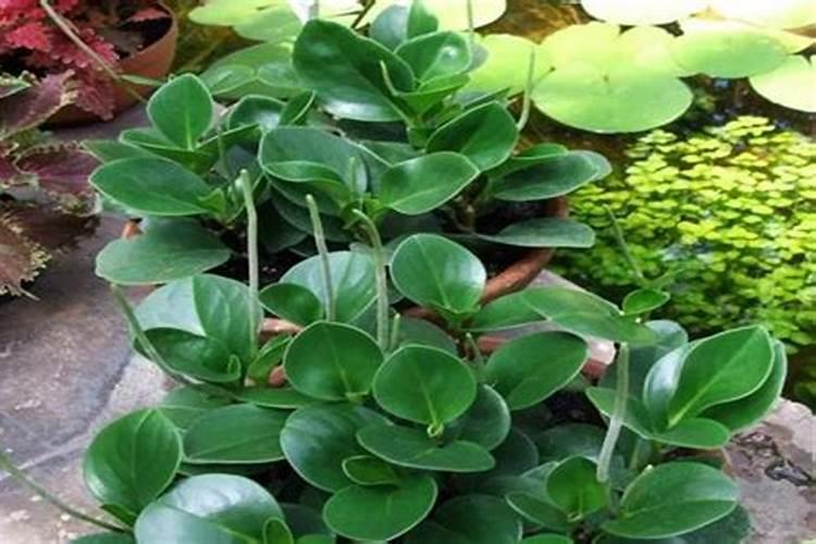 盆栽葡萄怎么施肥