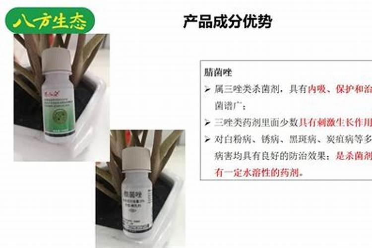玫瑰花叶长白霜怎么治