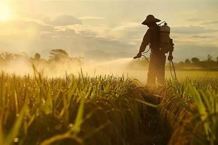 玫瑰花叶长白霜怎么治