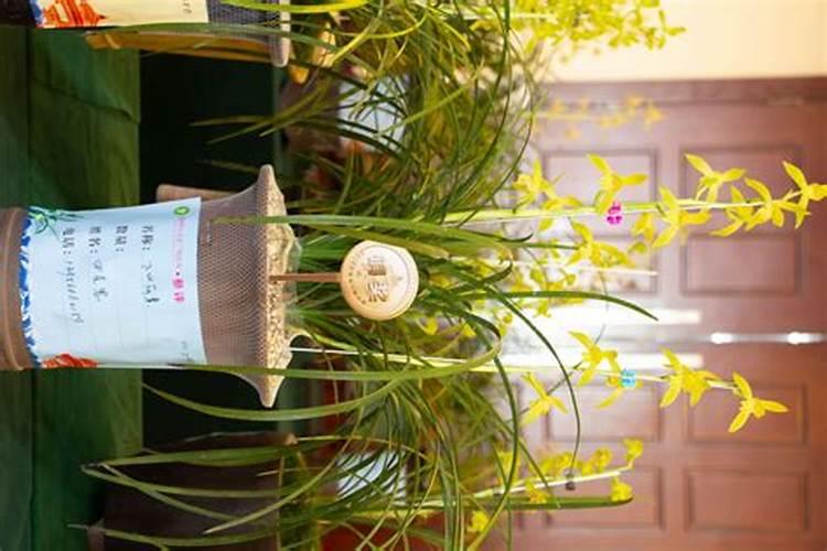 红糖能当做肥料喂苹果树吗