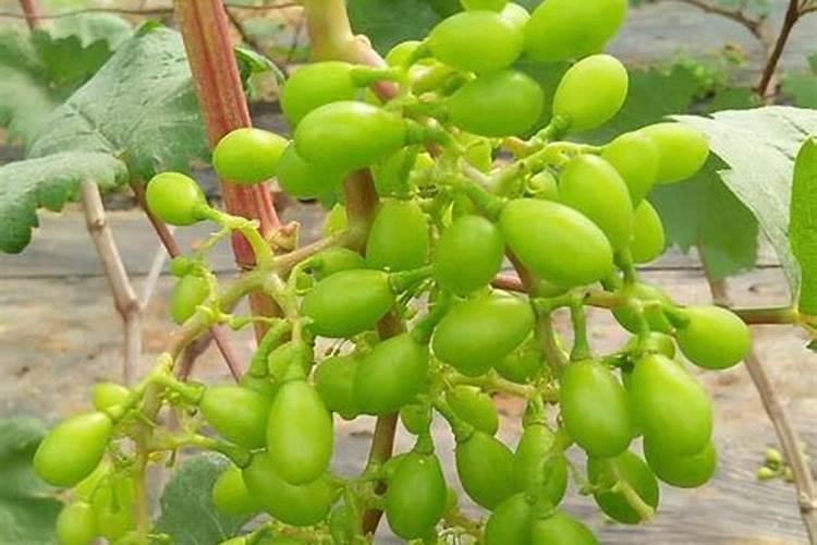 葡萄硼肥什么时候打最好？开花前？还是花期打？