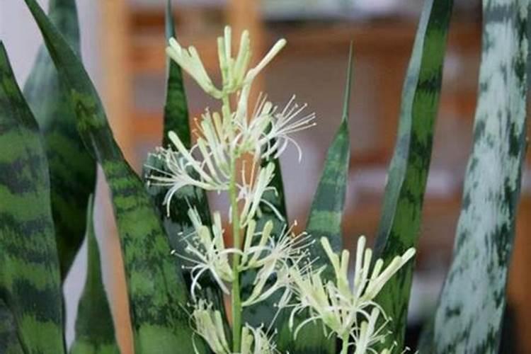 果树花期补硼、花后补钙,补错了果子当然长不好