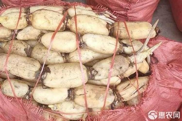 果树硼肥啥时施最佳
