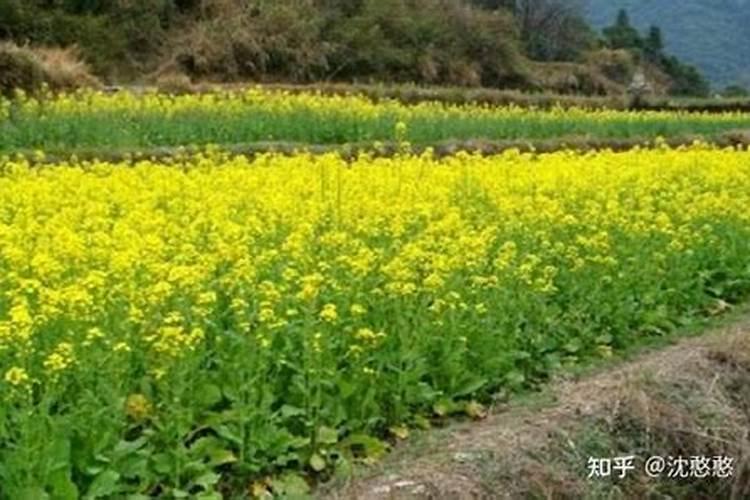 种植油菜为什么要施硼肥 油菜啥时候施硼肥好