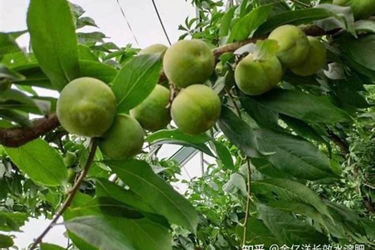 玉林亿仲园肥料怎么样