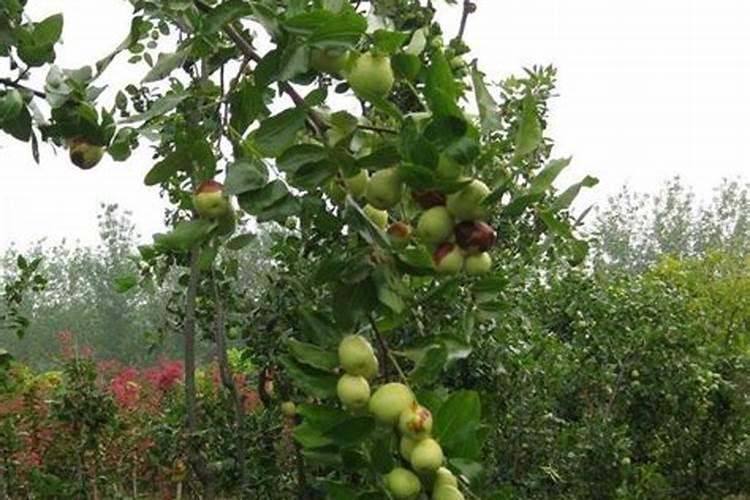 种土豆用什么肥料最好