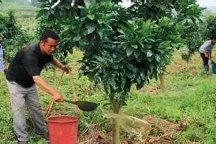 磷钾肥多久施一次 磷钾肥施用间隔是多久？