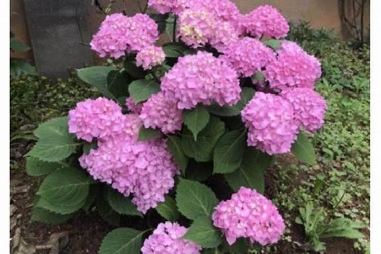 绣球花施什么肥