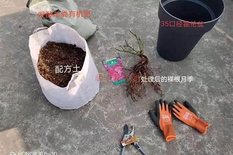 买回来的光秃秃的裸根月季冒新芽了后咋养护？
