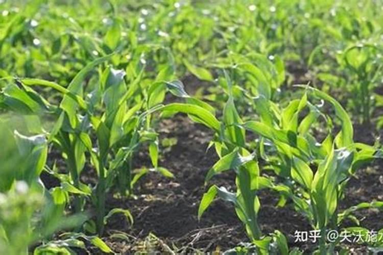 玉米灌浆期打什么叶面肥