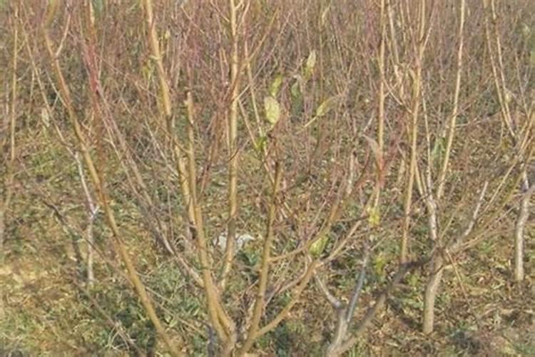 柿子树叶发黄掉果子阿司匹林粉能喷不？