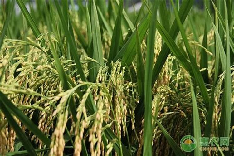 芸苔素内酯可以滴灌冲施吗一亩地冲是多少？