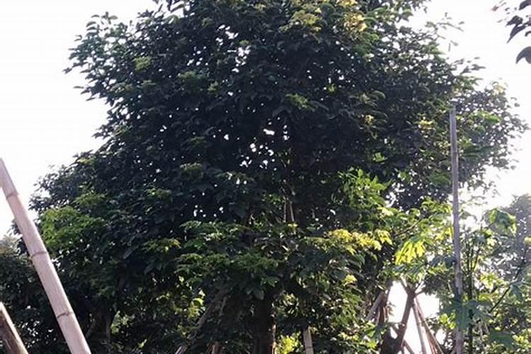 红枫树的叶子枯萎了怎么救治