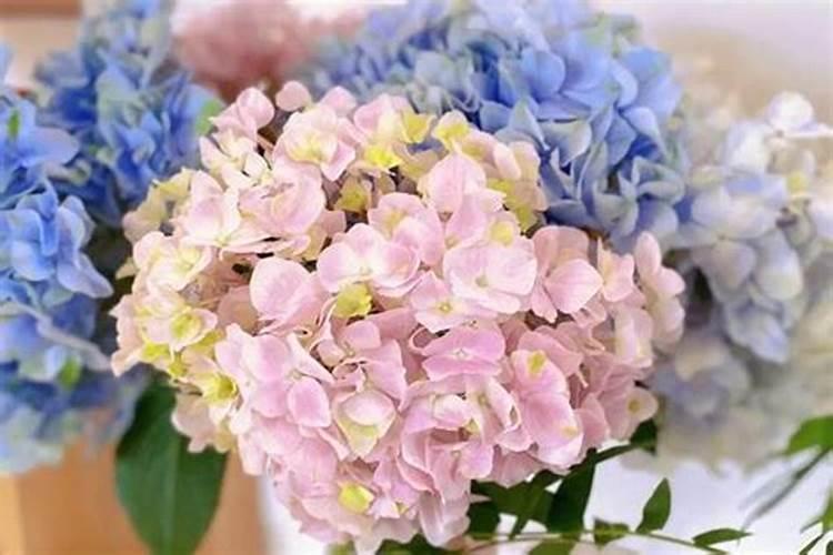 绣球花花期用营养液灌根吗？