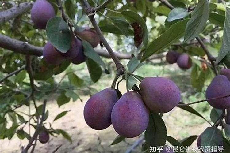 李子树施肥的正确方法 如何给李子树施肥