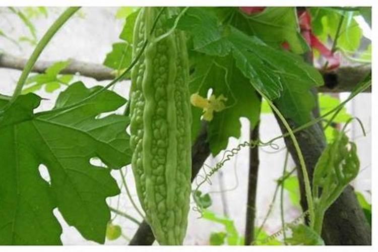 苦瓜施什么肥才挂果多