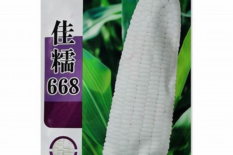玉米硼肥啥时施最佳