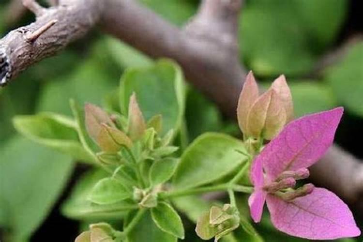 三角梅施磷酸二氢钾方法