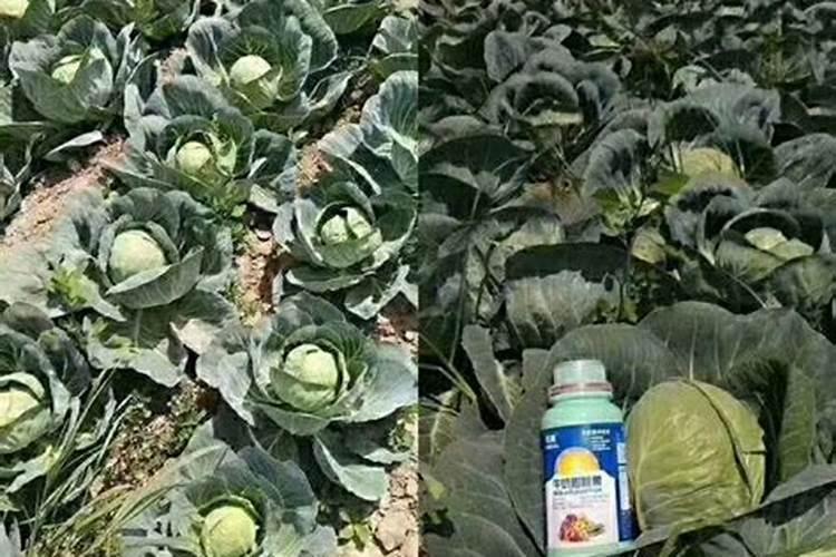 葡萄施肥用什么肥料好