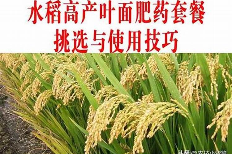 稻黄金叶面肥什么时候用