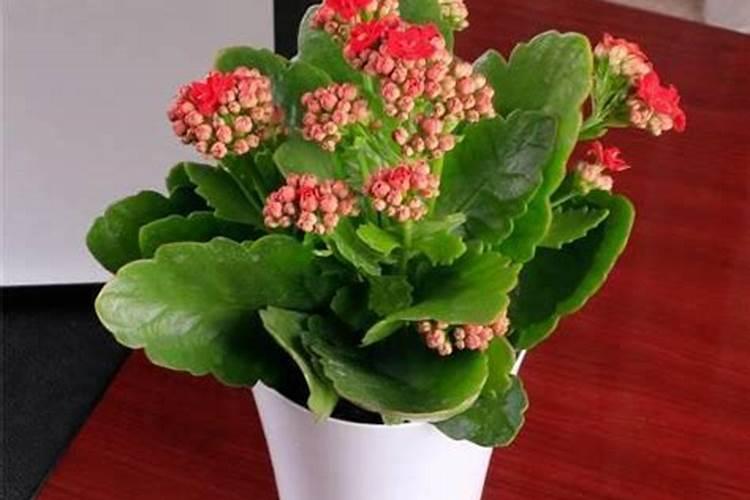绿百威大量元素水溶肥可以用在兰花吗？