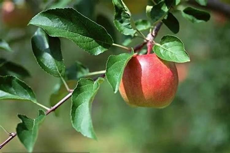 苹果花脸病能根治吗？