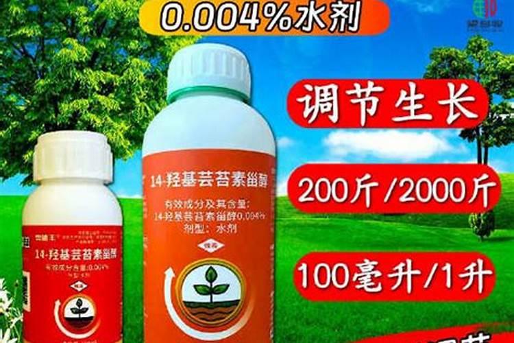 香水百合花怎么养 盆栽