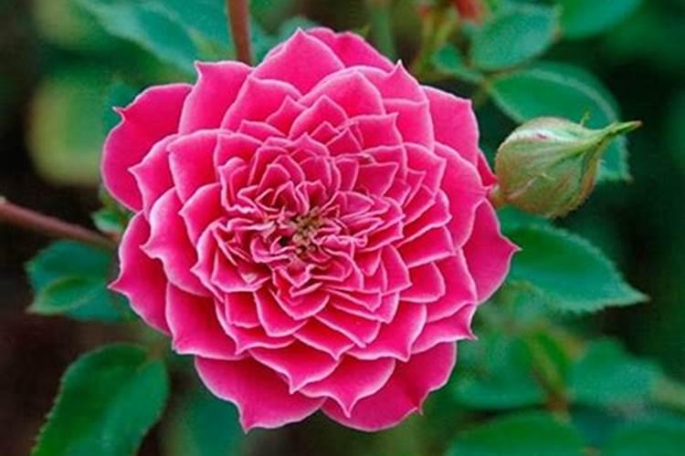 月季花可以用磷酸二氢钾肥吗(盆栽月季施什么肥最好)