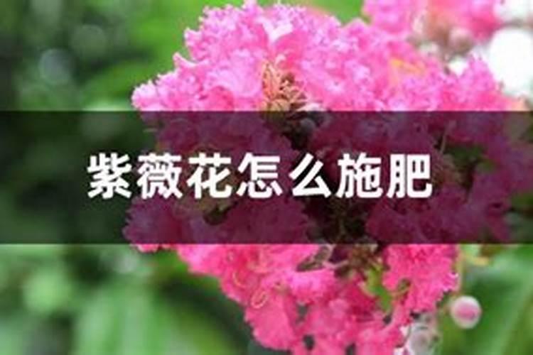 紫薇树需要施肥吗